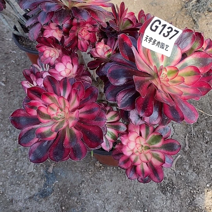 肖***玲多肉植物香奈儿137多肉