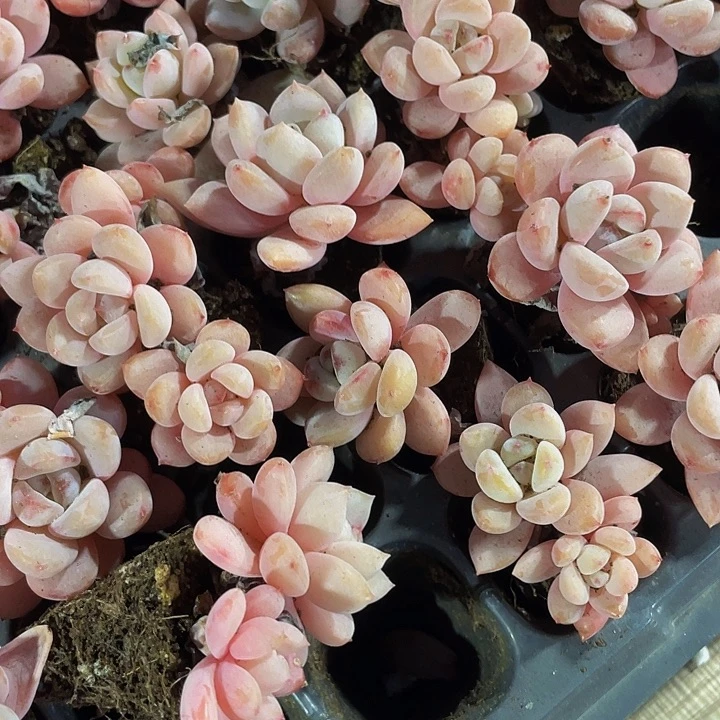 小星星雪1元带土发