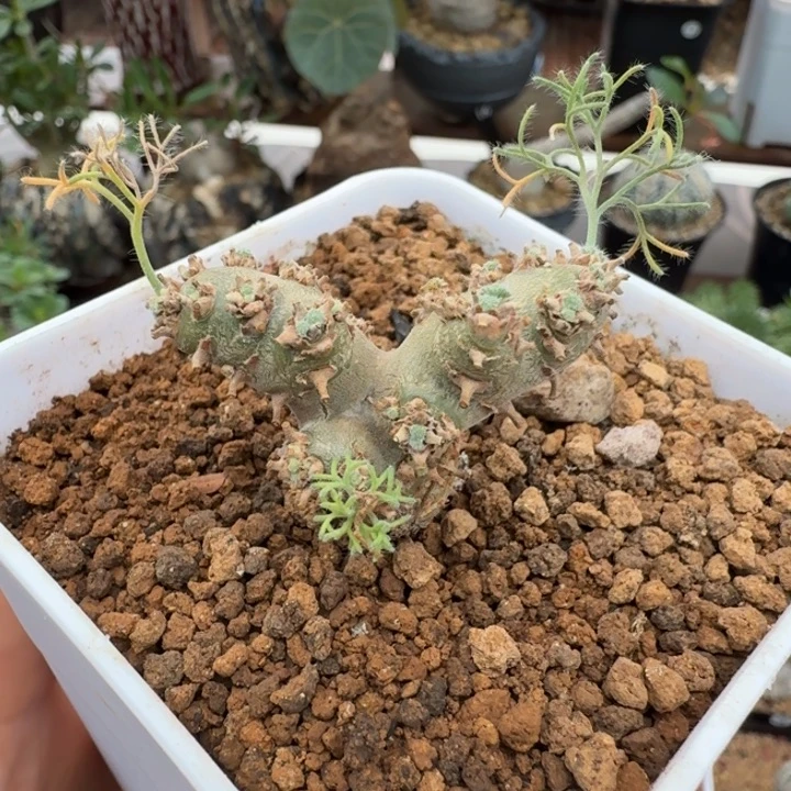 白皮月界470 仙人球