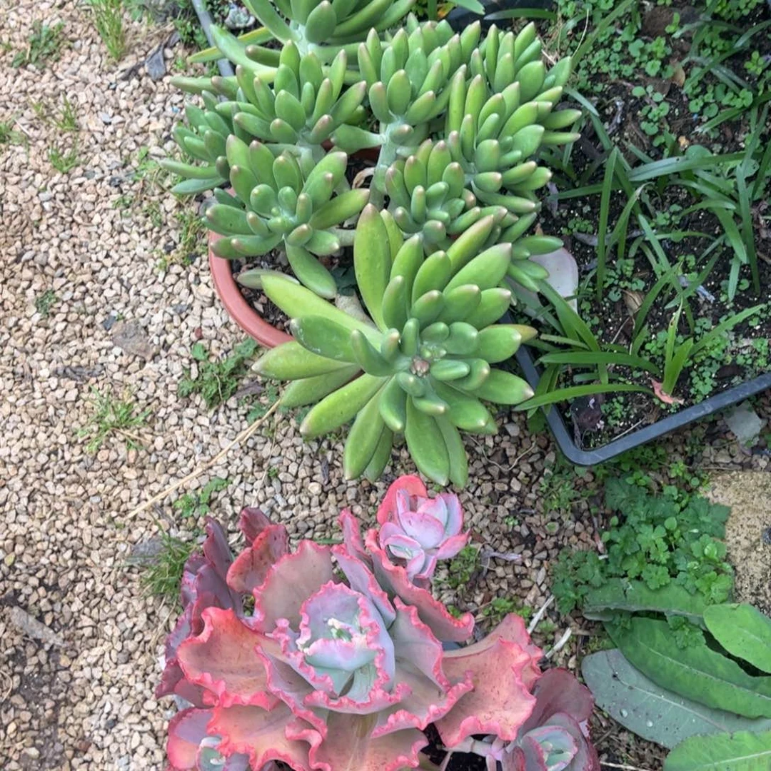 丫***诵新疆西藏内蒙不发货，金蝉，包菜