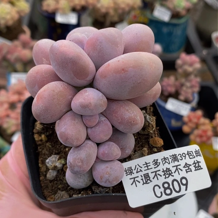 橙奶5cm809多肉植物