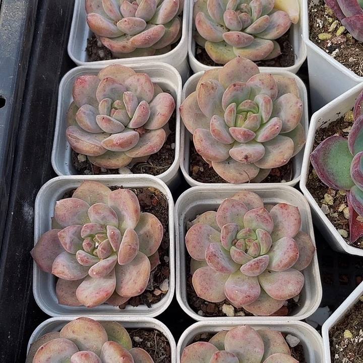 爱丽儿带哦土发货