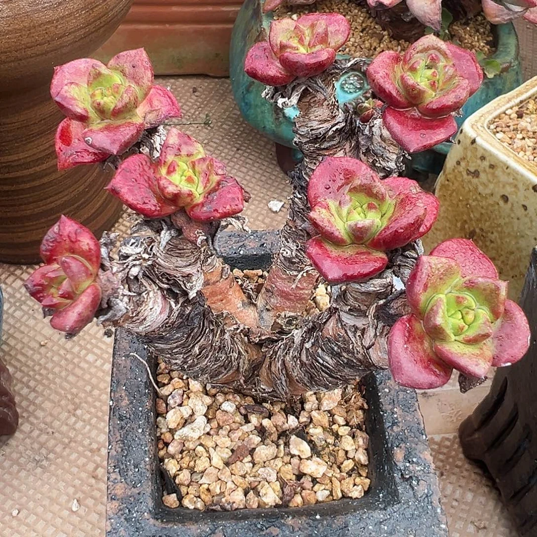 6022青岗苹果叶仙女