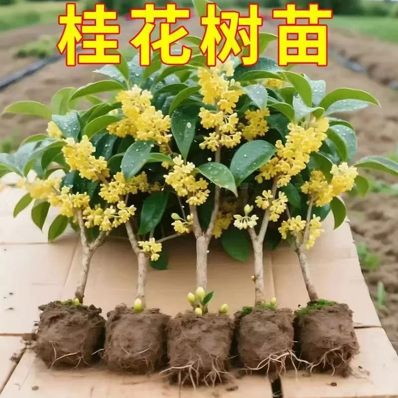 【四季开花】桂花树苗盆栽浓香型花卉四季桂四季开花室内外庭院好种