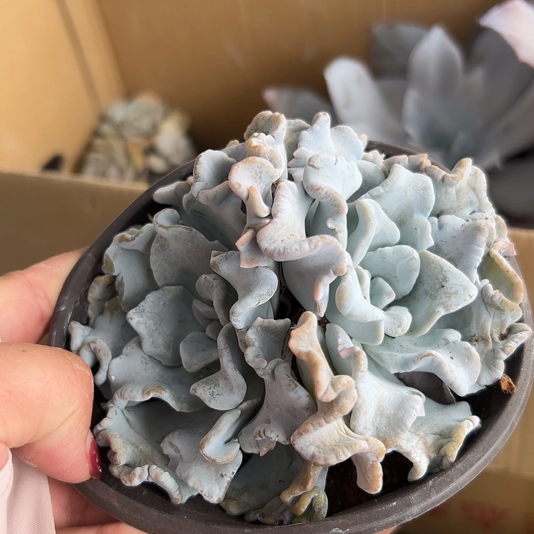 多肉植物芭蕾舞者