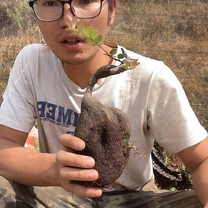 五翅莓面膜可以说是一