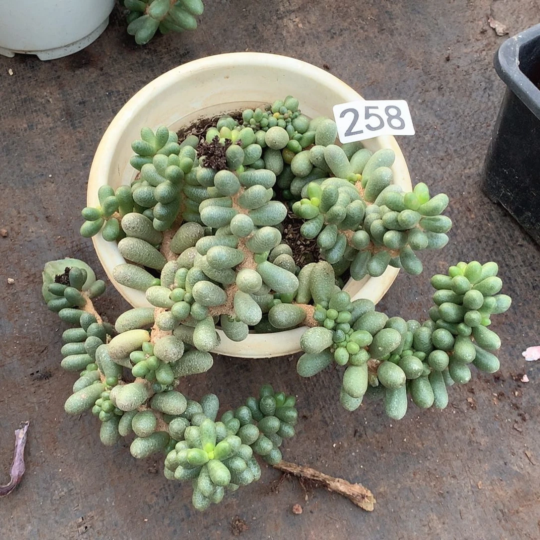 258绿龟一物一拍多肉