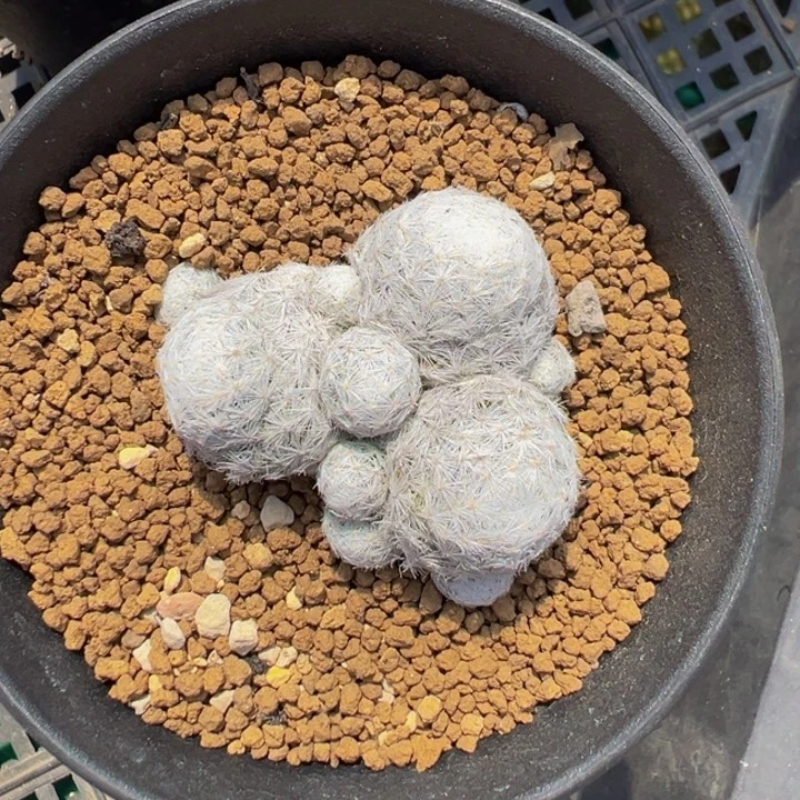 六***云姬春心仙人球多肉植物带盆土