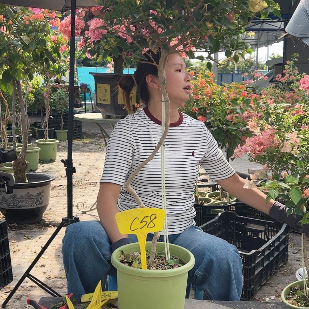 白***天大部分花苞少量开放C58卡