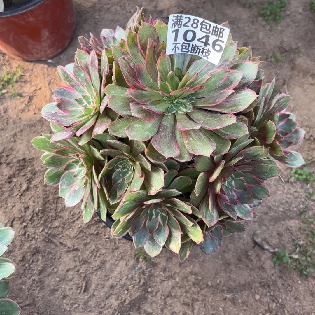 M. 1046莲花座多肉葡萄？cad