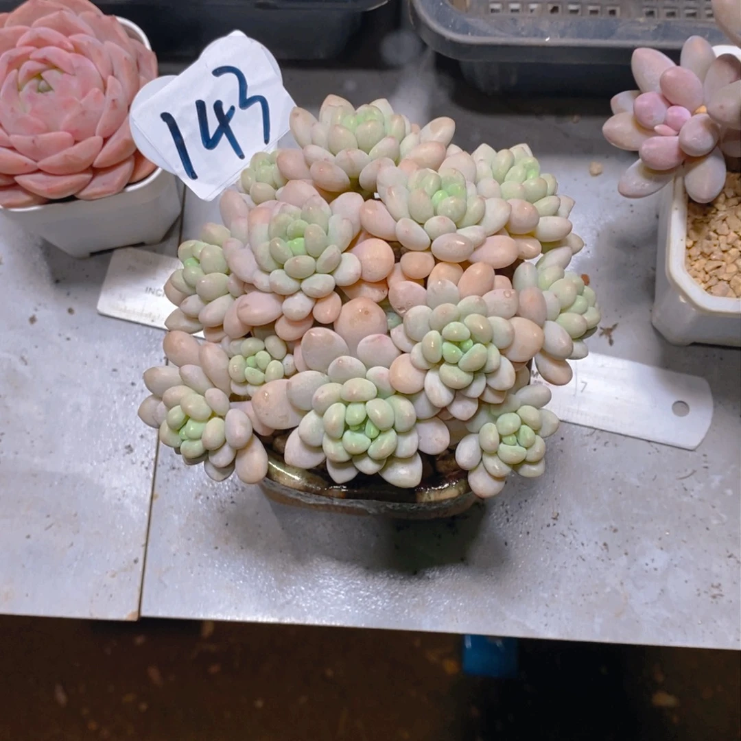 橘*海洛可可群多肉植物