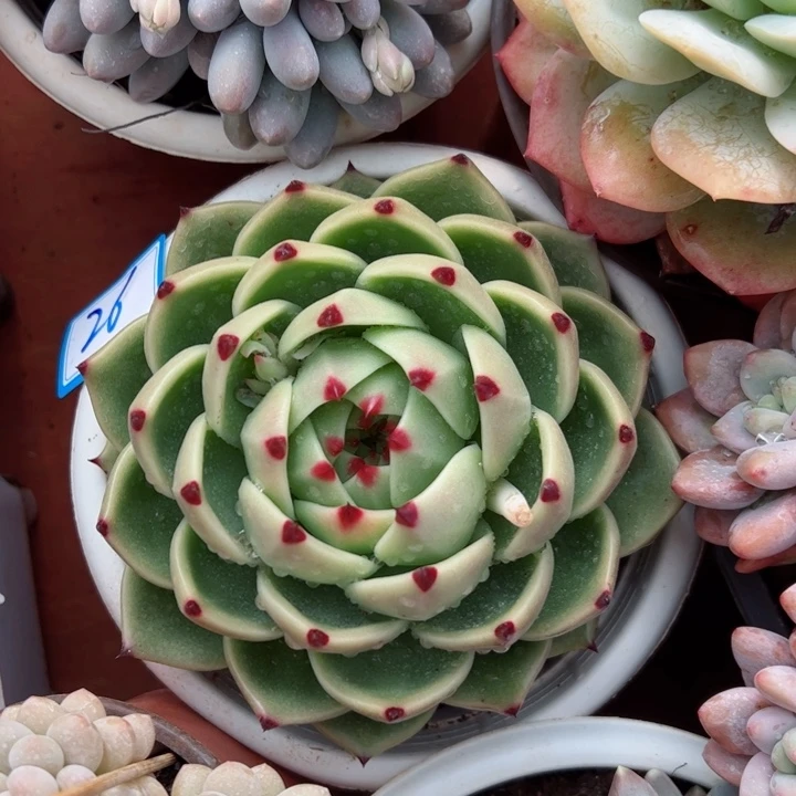 26蓝龙平平安安健健康康