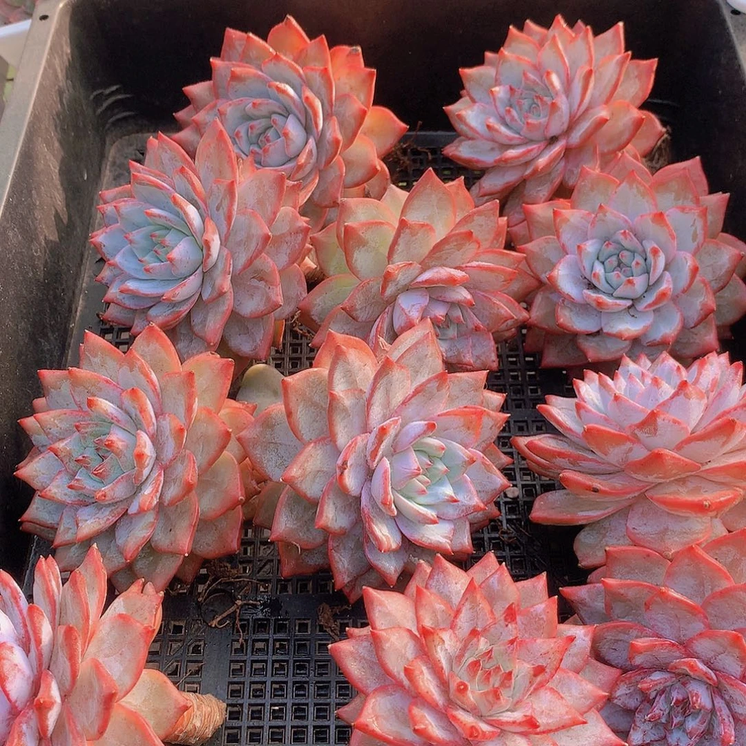 单头粉蓝鸟356789990090
