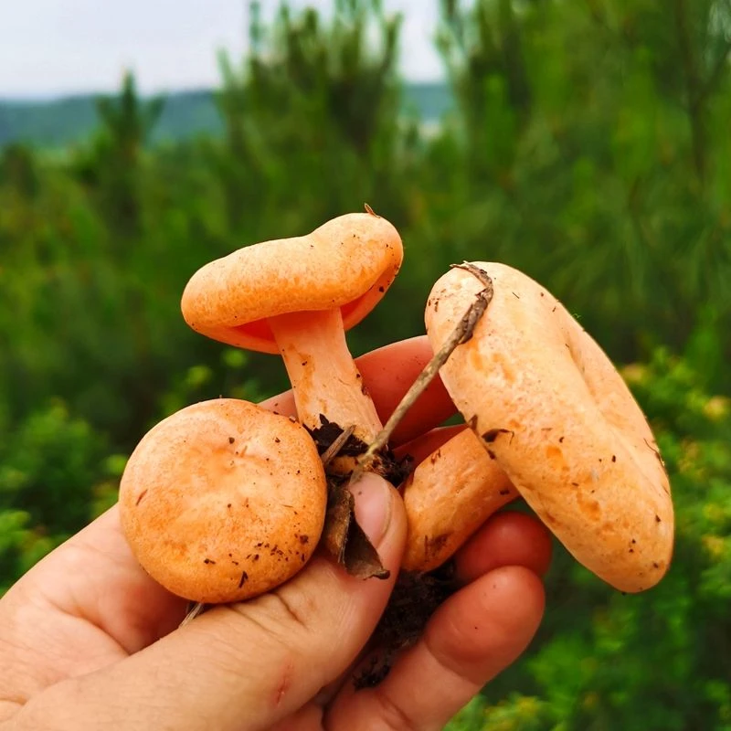 高原新鲜枞菌谷熟菌三九菇铜绿菌黄枞菌重阳菌