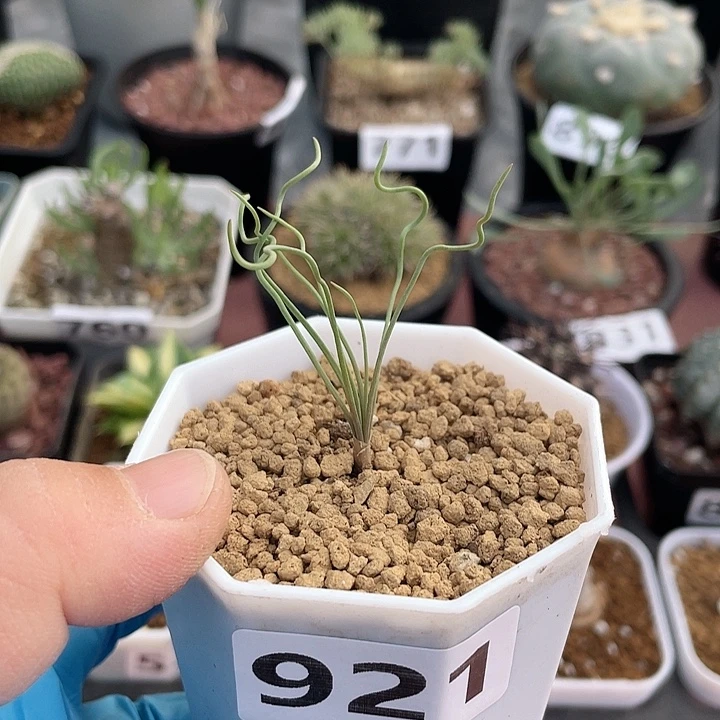 慕***夏921方便面弹簧草块根