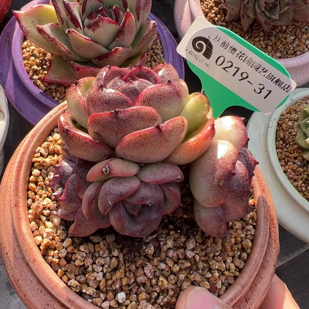 多肉一物一拍0219-31