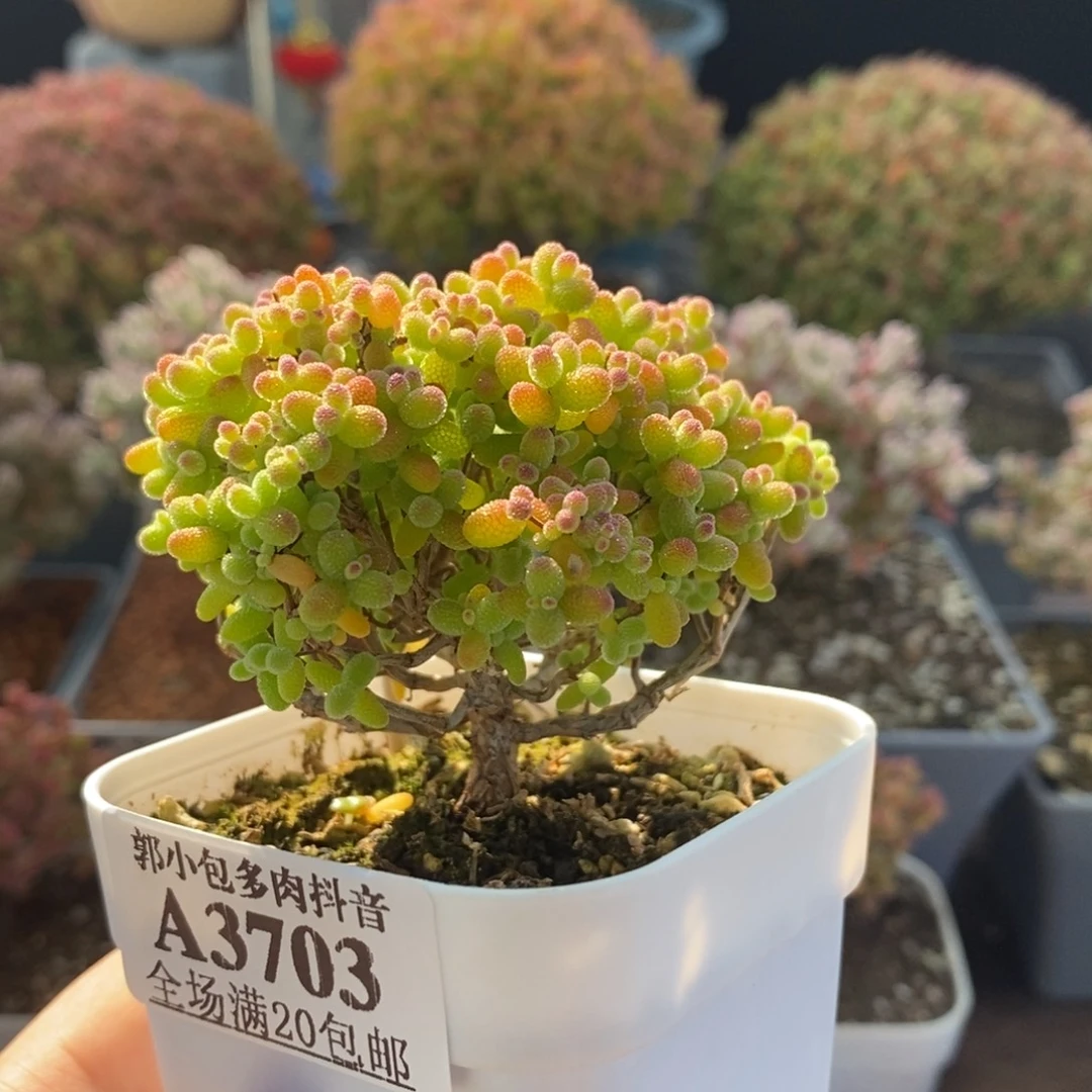 金橘糖球3703枝干番杏