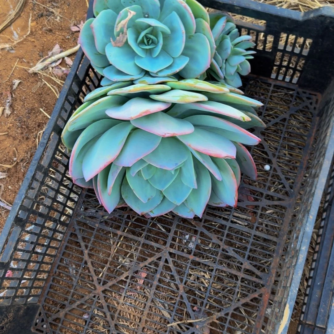 C***.血凤 一颗 不包损119号