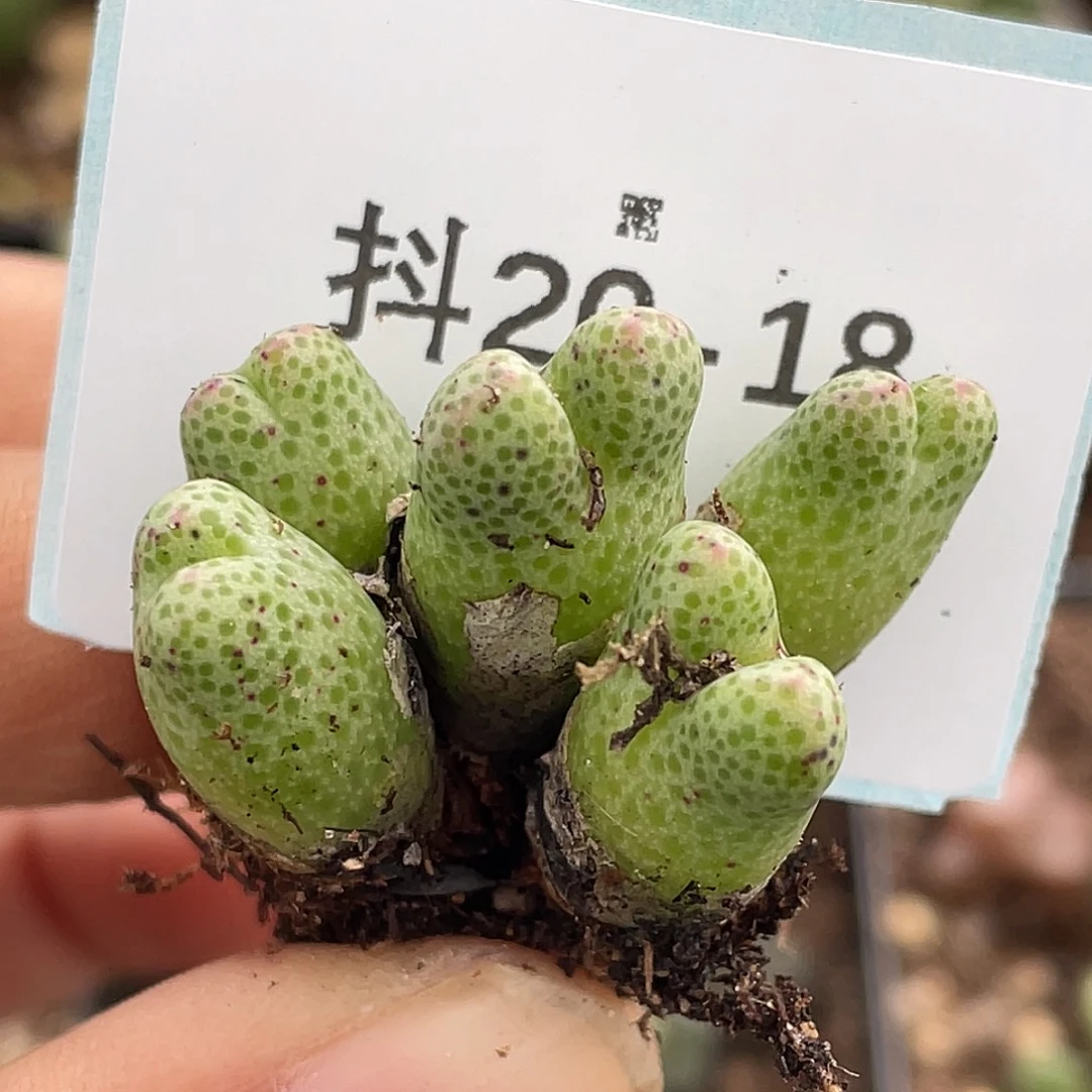 20-18草莓斑马肉锥