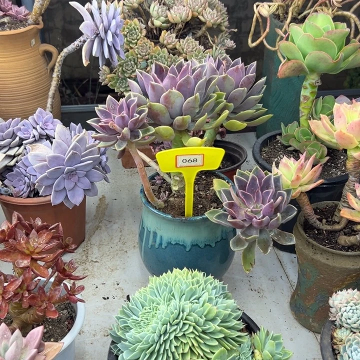 冰*瑰琼斯多肉植物068