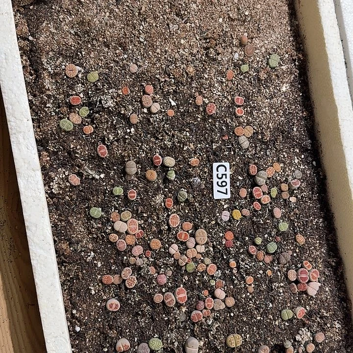 生597石花整框脱土发货不售后