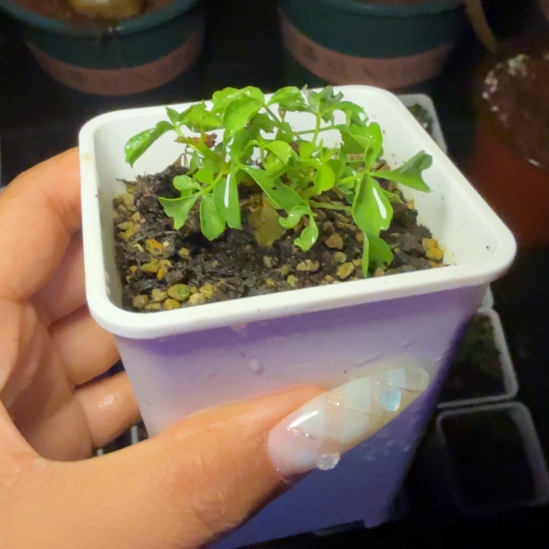 多肉植物好望角橄榄精品