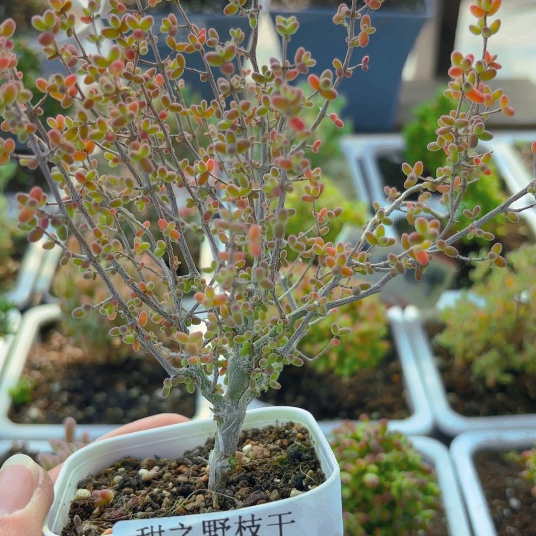 平**福实生蜜叶245。