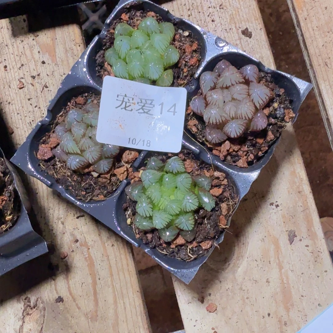 直播福利一物一拍14