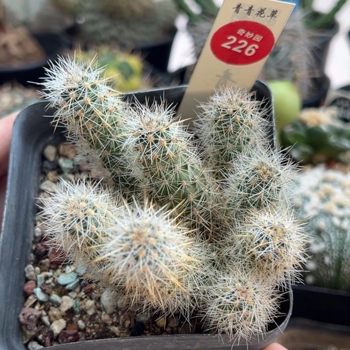 八头虾群一棵仙人球