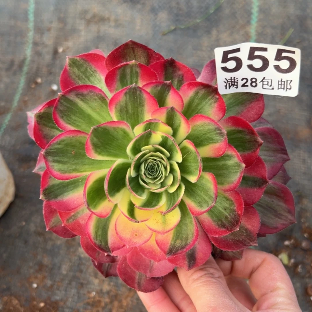 多肉植物555海王