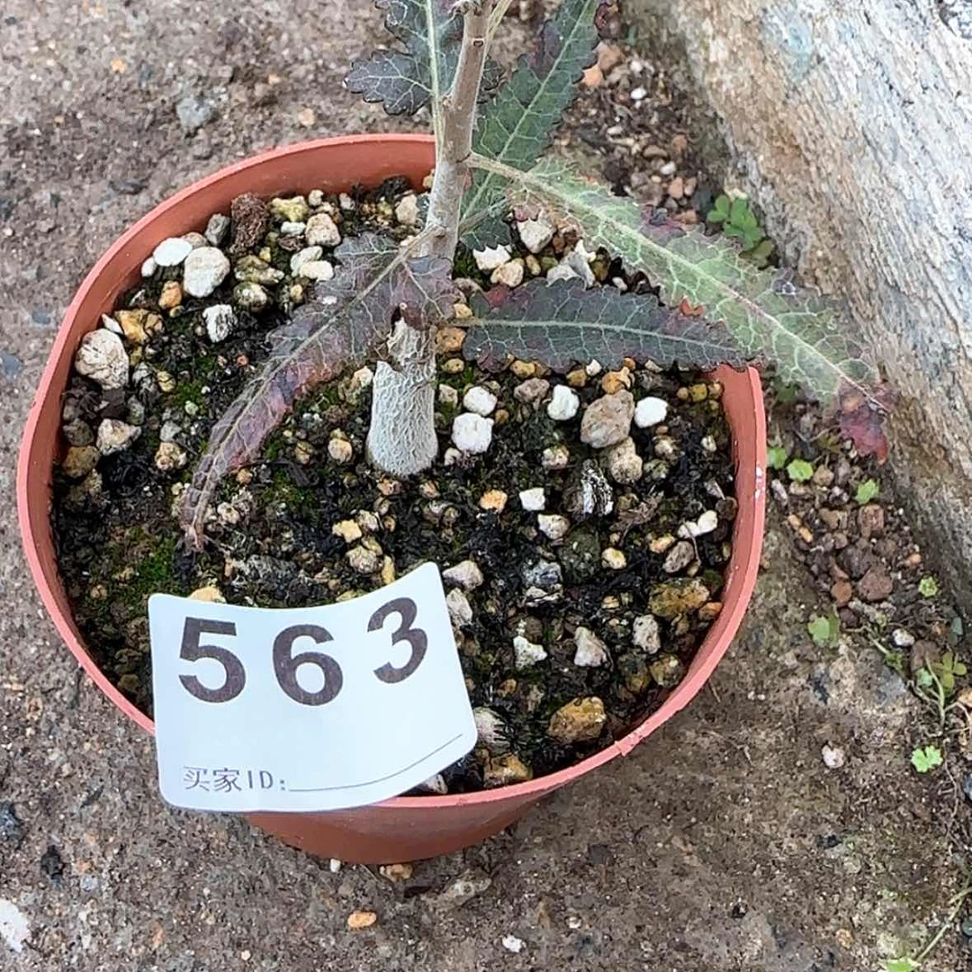 【闪购商品】龟***罐块根植物布纹球