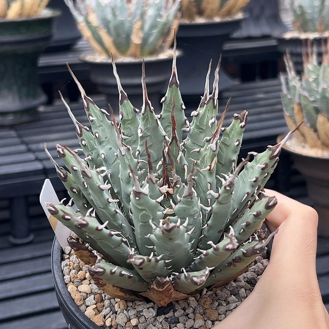 无花朵妖炎熟桩带盆 8折价 超多背刺