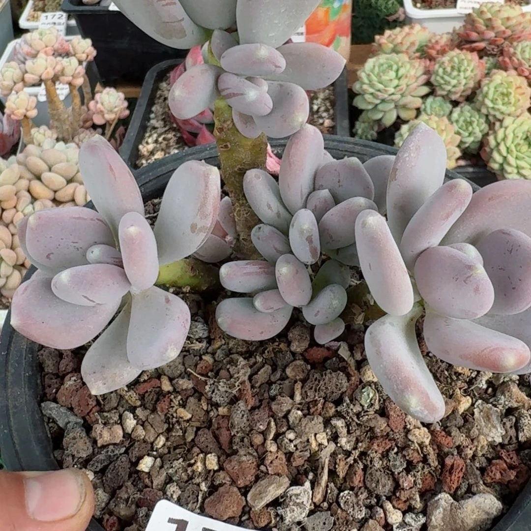 7764 卉卉糖品多肉 非偏远地区游28元包邮