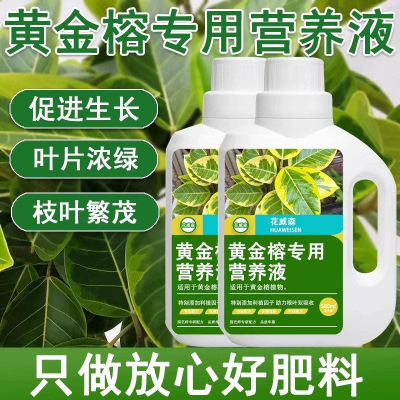 黄金榕专用营养液黄金榕树专用肥料预防黄叶烂根枯萎枯叶室内绿植
