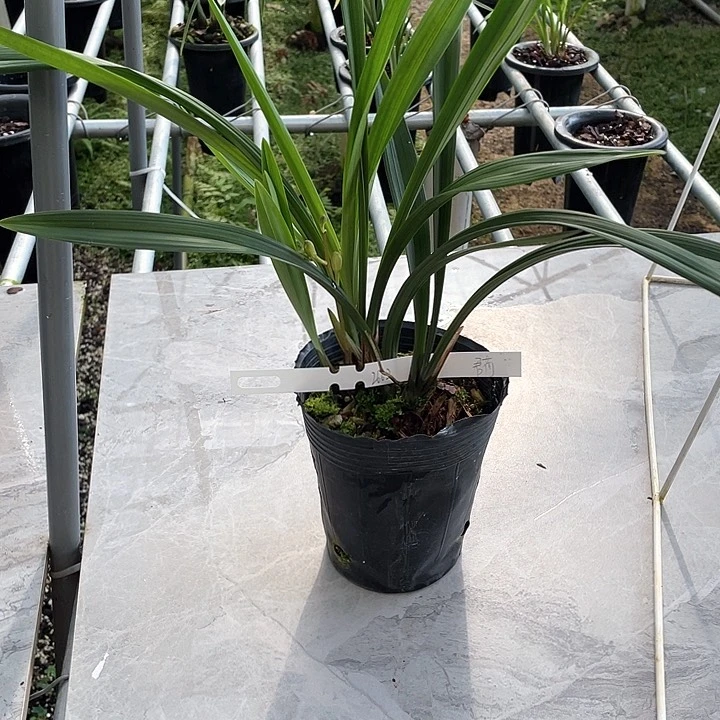 当前无花栽培后可以开花海***?建兰君荷