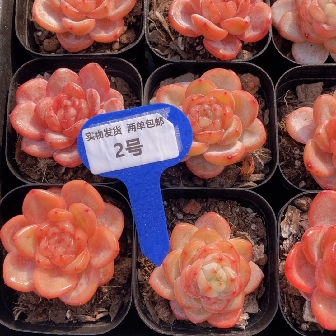 2号星星珍妮单头一个