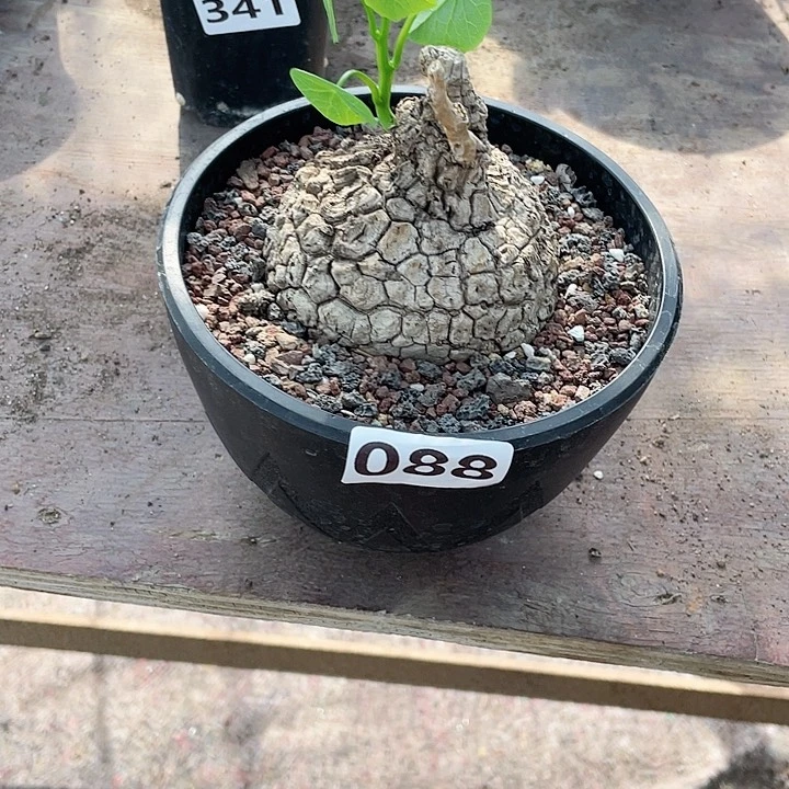 088泰国荔枝龟块根