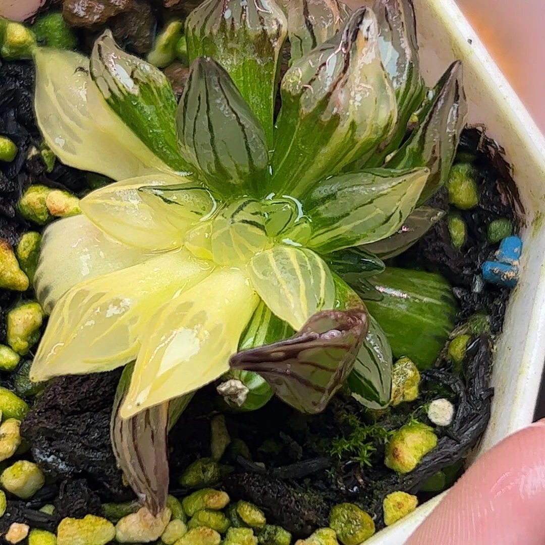 西瓜缀化锦十二卷多肉植物