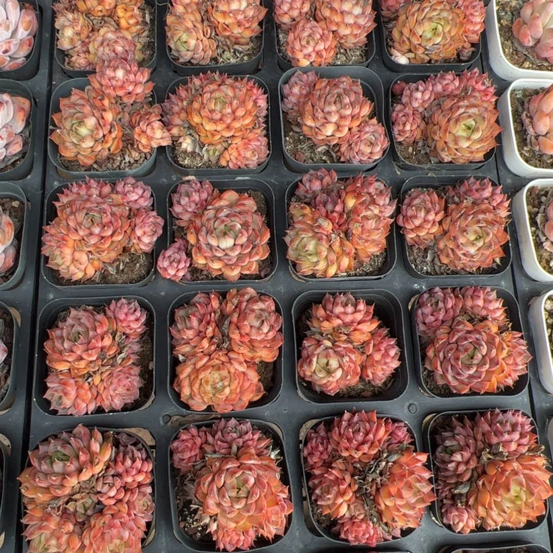 粉黛娜 满30包邮发货