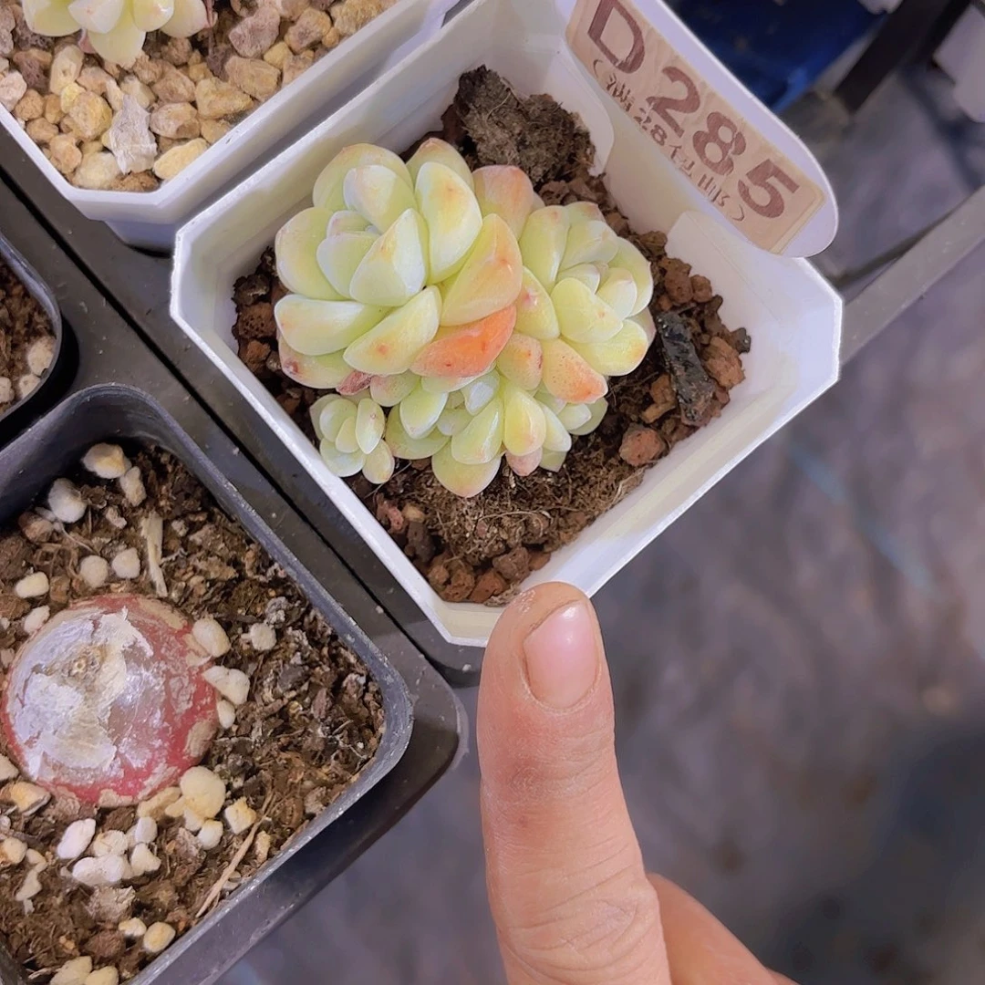 D285冰玉一物一拍