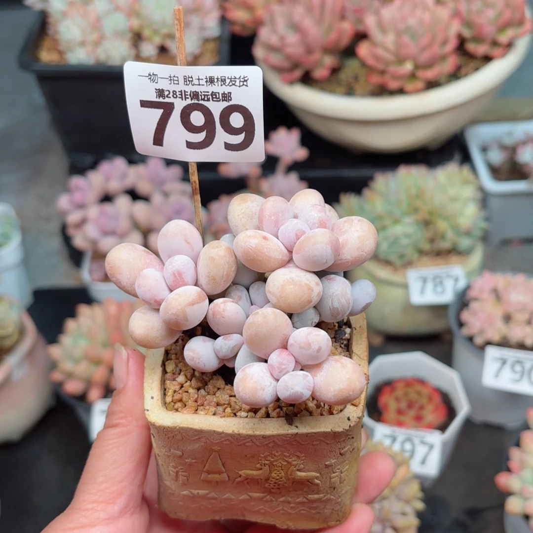 奶酪多肉无盆土发货