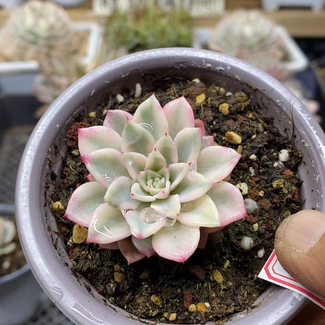 0135 原始绿爪覆轮锦