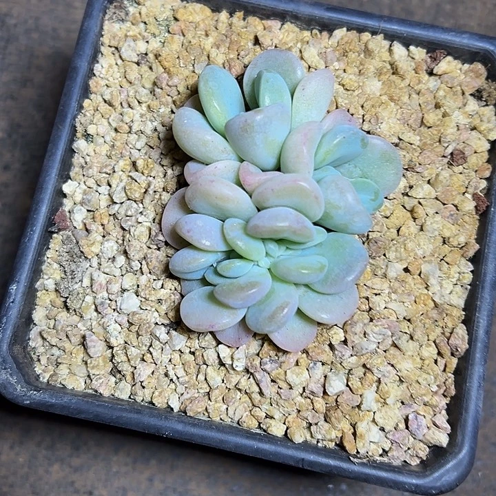 玉麒麟群生缀化多肉