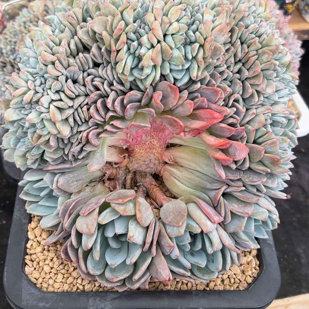 灬***灬诺兮专石榴籽星影