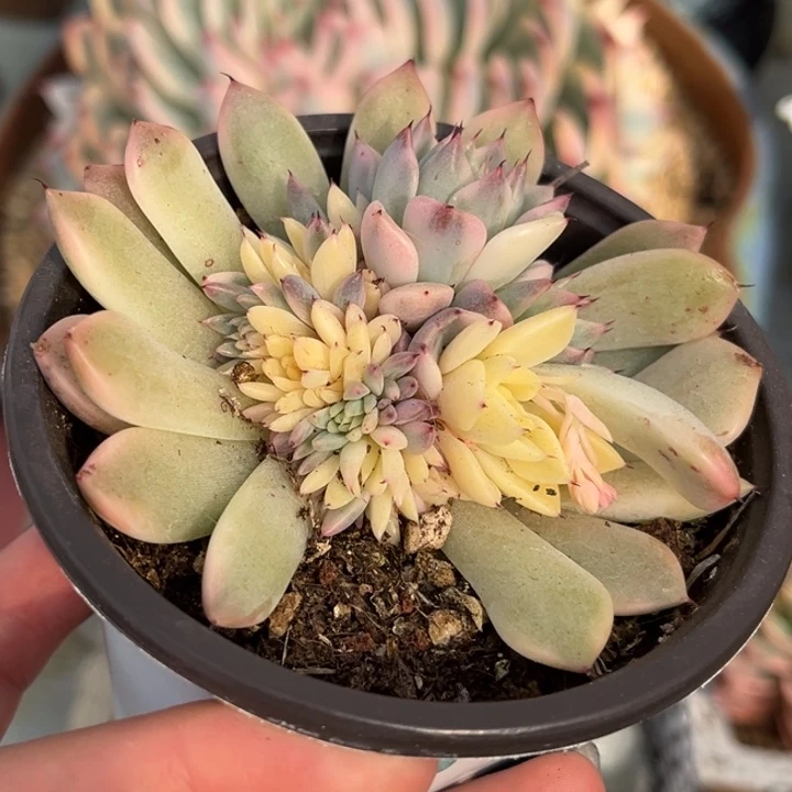 宇***婷妲己锦群生一颗价格