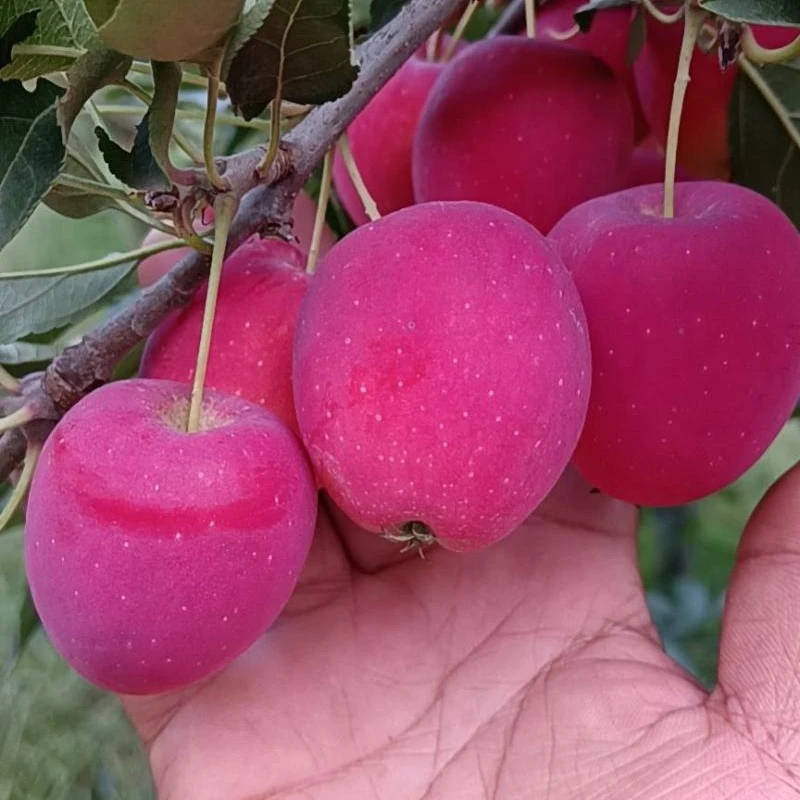 鸡心果树苗辽宁大连发货