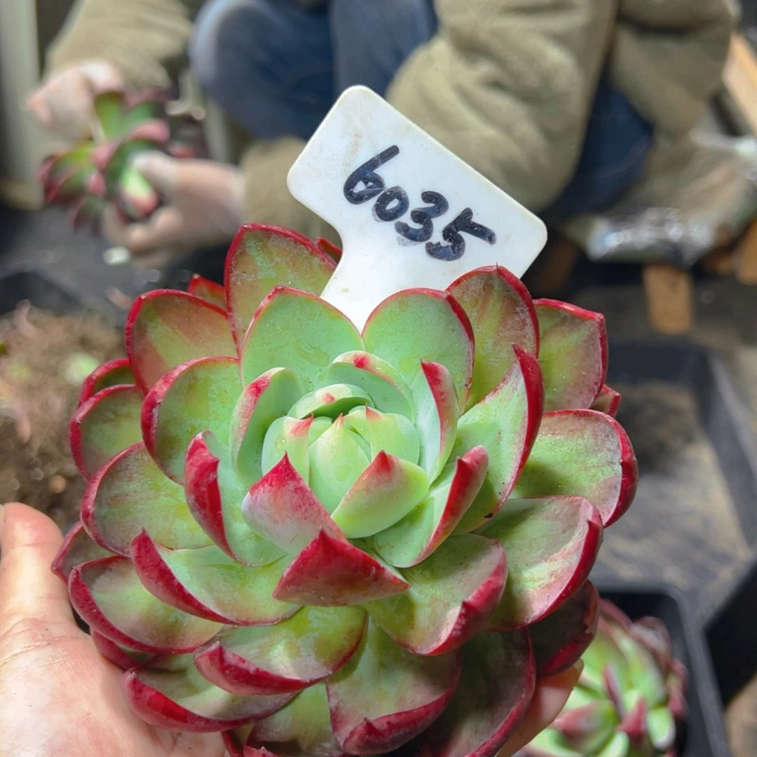 惊鸿仙子一物一拍6035号