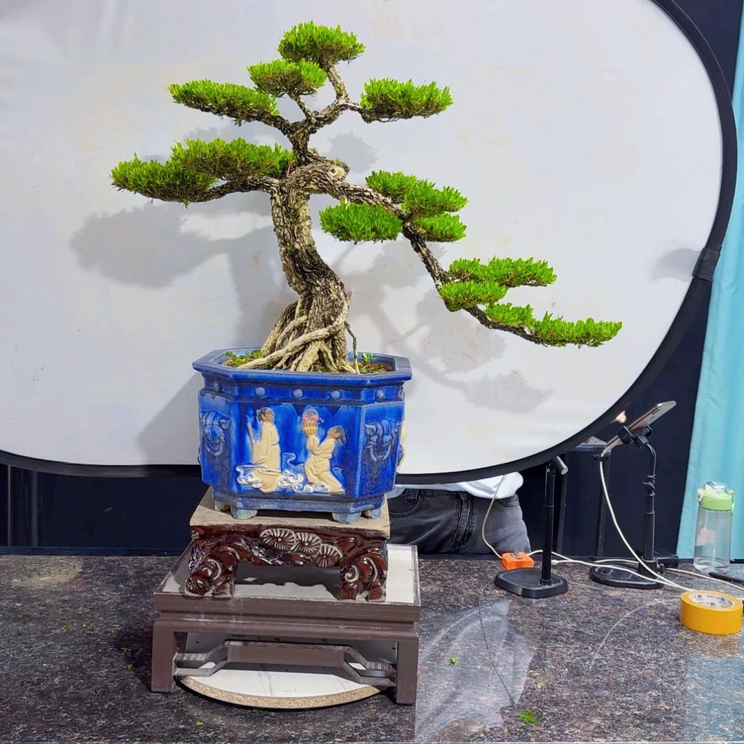 当前无花朵，栽培后可花朵随***夜