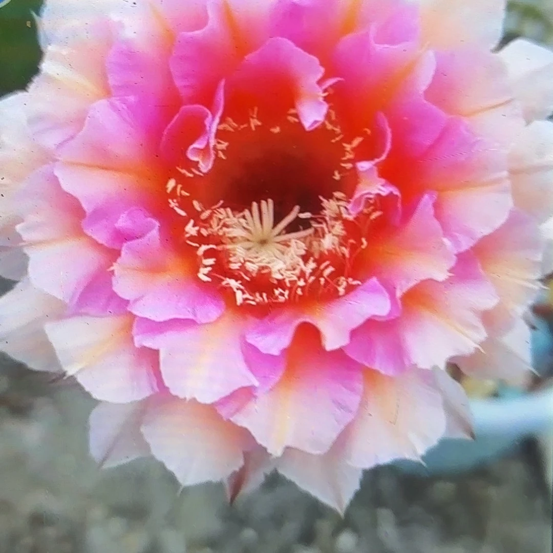 006彩侧牙28包邮仙人球5