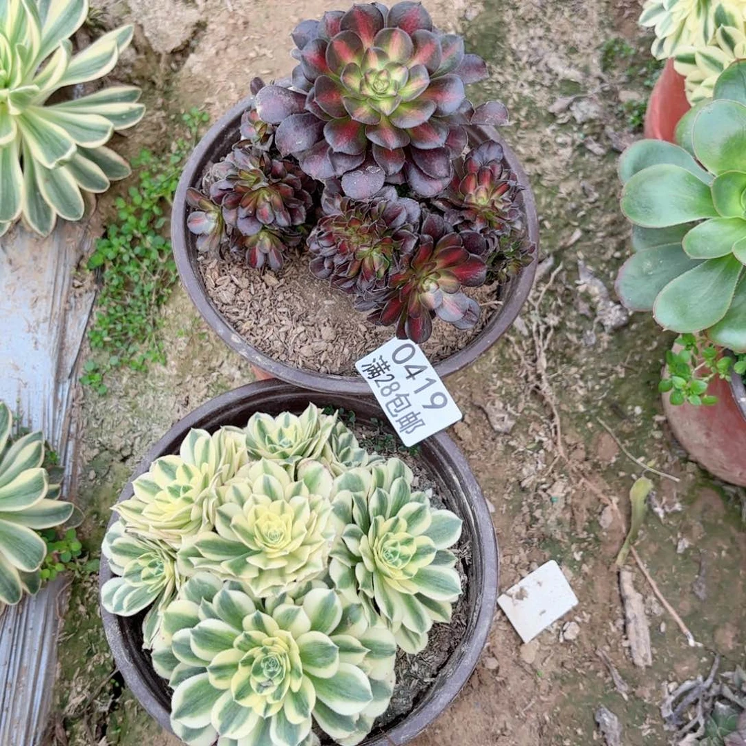 W.      0419两颗多肉